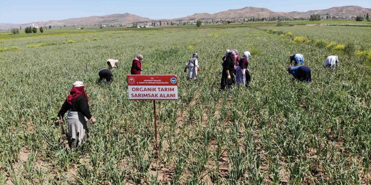 Aksaray’ın Organik Sarımsağı Rusya Ve Almanya Antibiyotiğinde