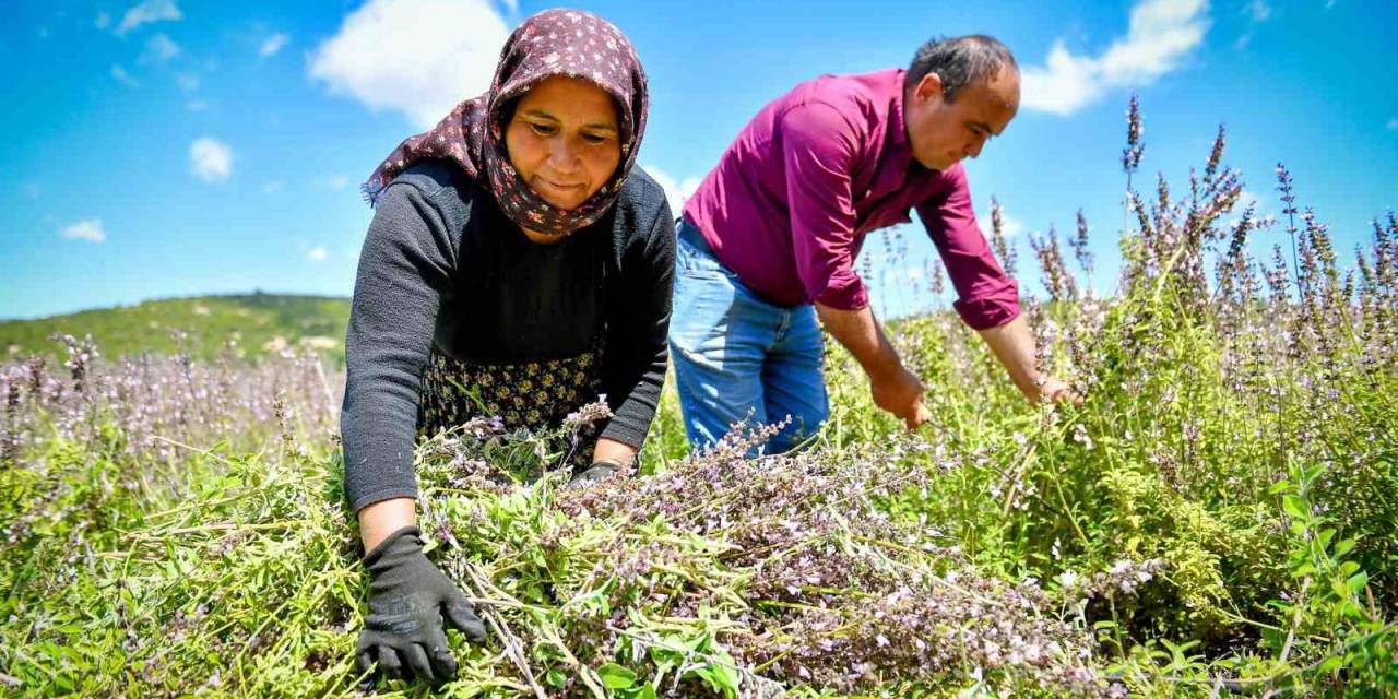 Silifkeli Üreticiler Ada Çayı Hasadına Başladı