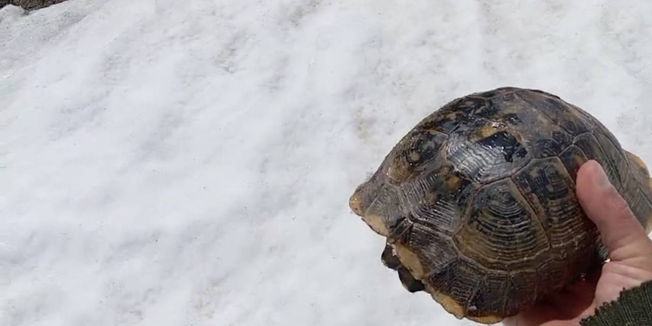 Kar Üstünde Sırt Üstü Mahsur Kalan Kaplumbağayı Kurtardı