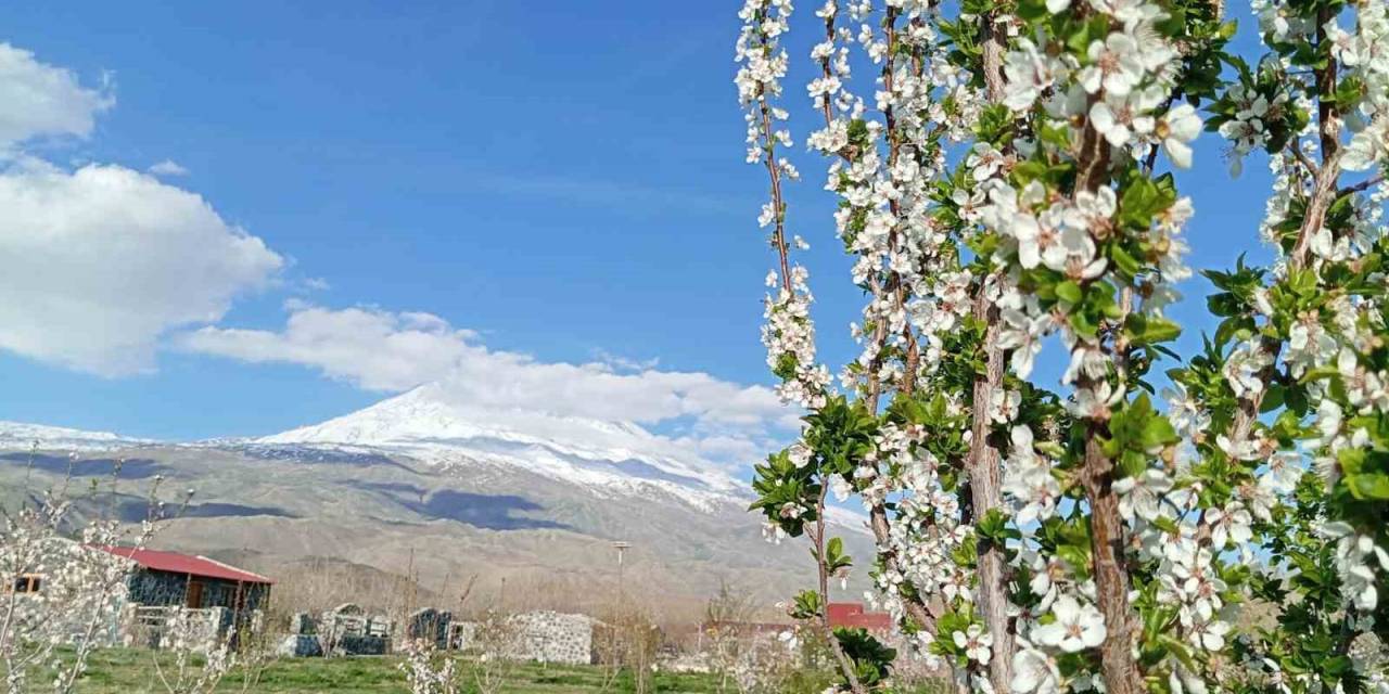 Doğubayazıt’ta 5 Bin Meyve Ağacının Bulunduğu Bahçe Bungalov Evleri İle Turistleri Ağırlıyor