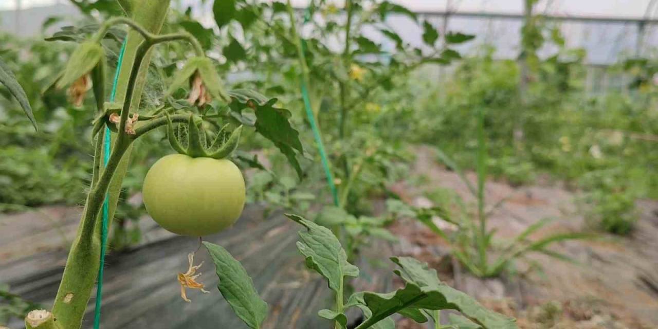 Bölgenin Sebze İhtiyacını Karşılıyor