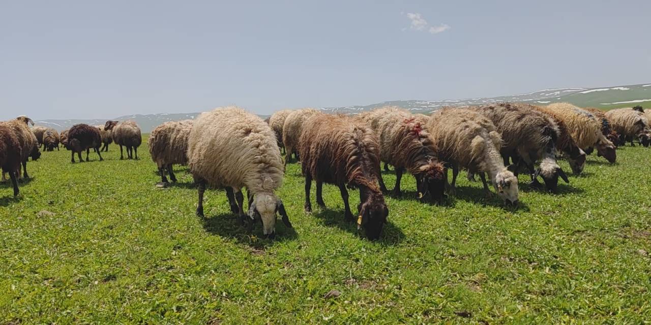 Besiciler Yaylaya Çıkmaya Başladı