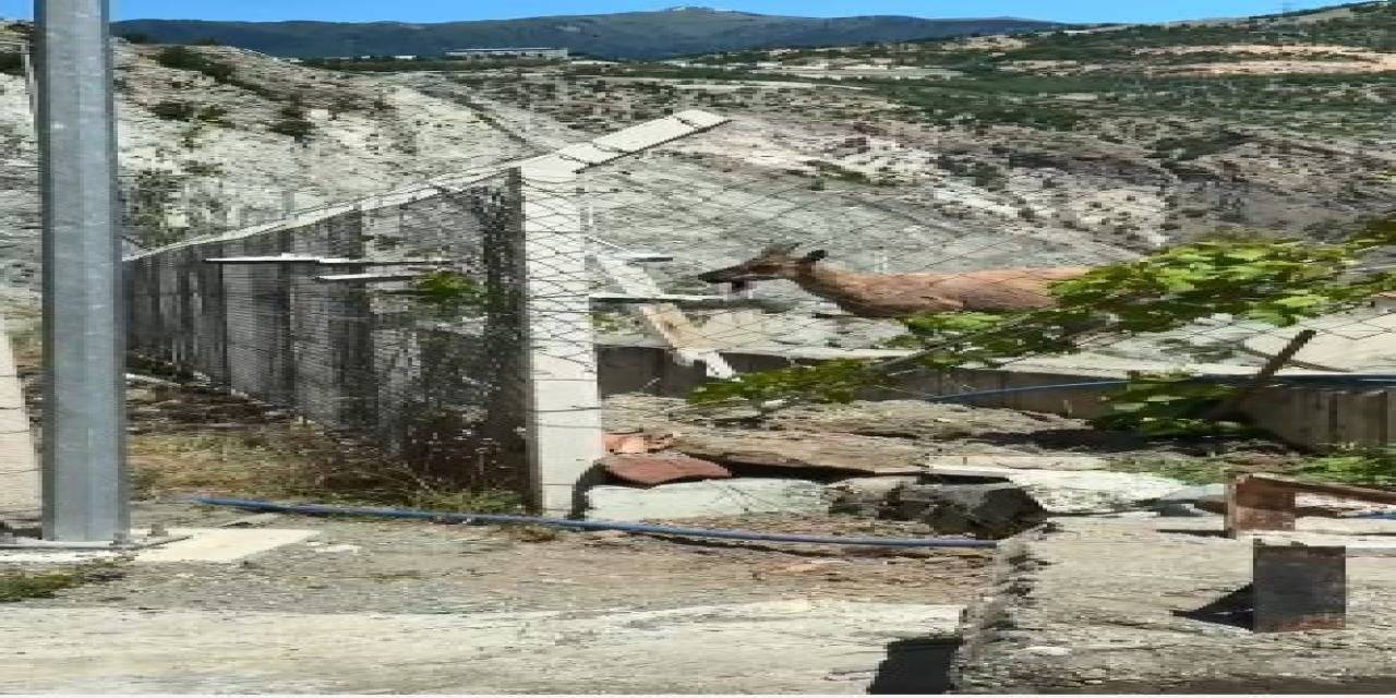Artvin'de Yaban Keçileri Deriner Barajı Sahasında Görüntülendi