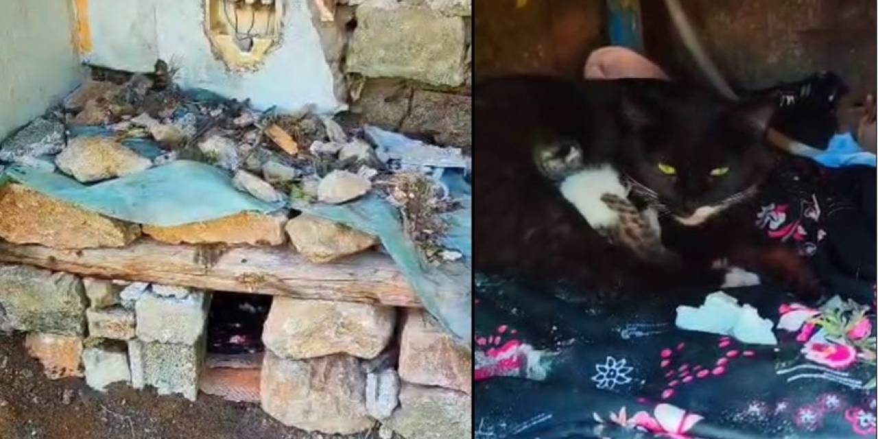 Yeni Doğum Yapan Kediye Yuva Yaptılar
