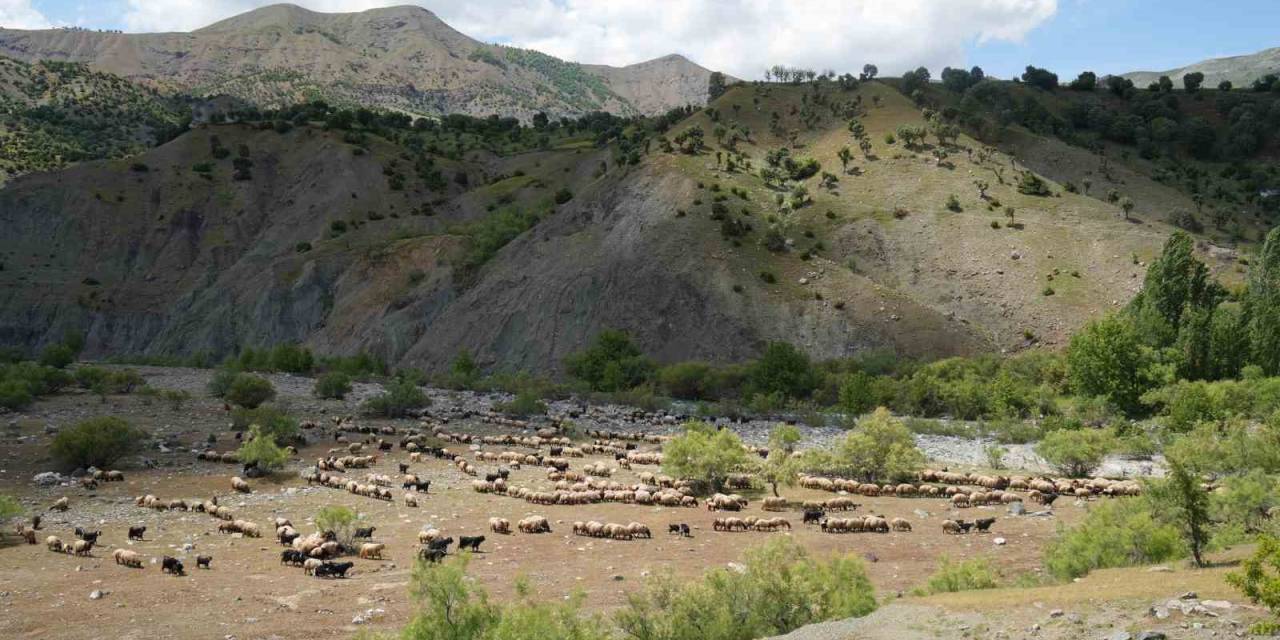 Binlerce Koyun Muş Yaylalarına Doğru Yola Çıkarıldı