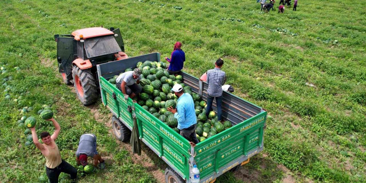 Adana Karpuzunun Marka Değeri Timlerle Korunuyor