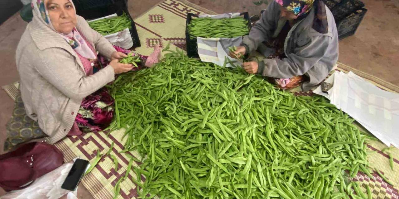 İznik’in Meşhur Nazende Fasulyesi Toplanmaya Başladı