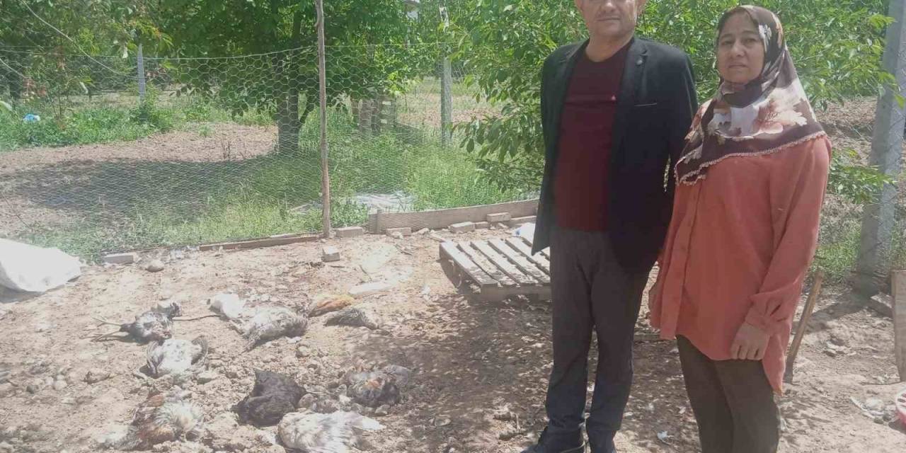 Sokak Köpekleri En Acı Anneler Günü Hediyesini Verdi