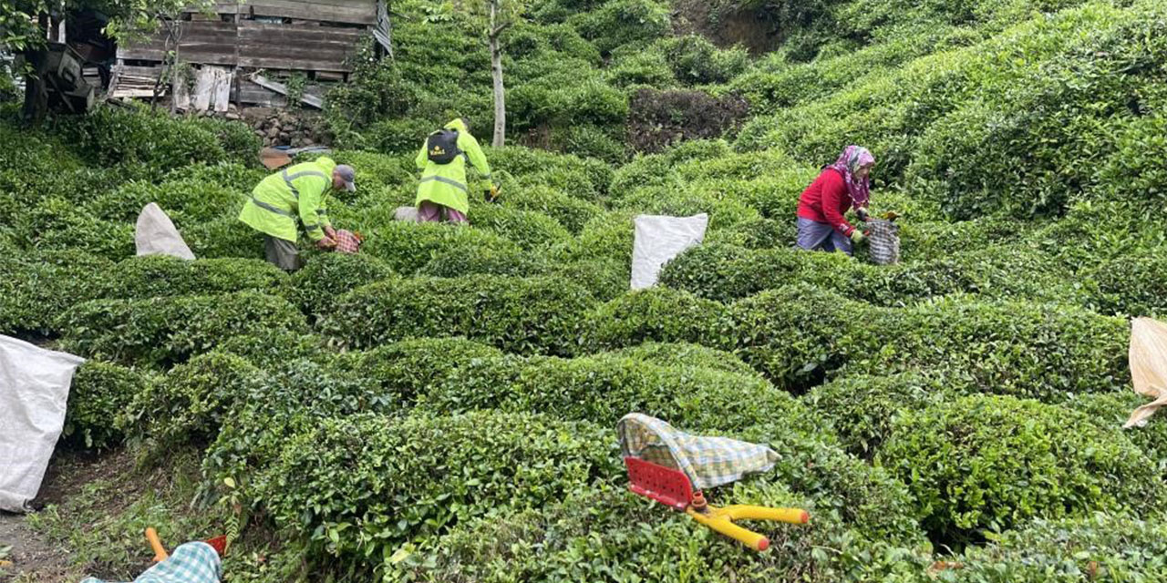 Rizeliler Açıklanan Çay Taban Fiyatını Az Buldu