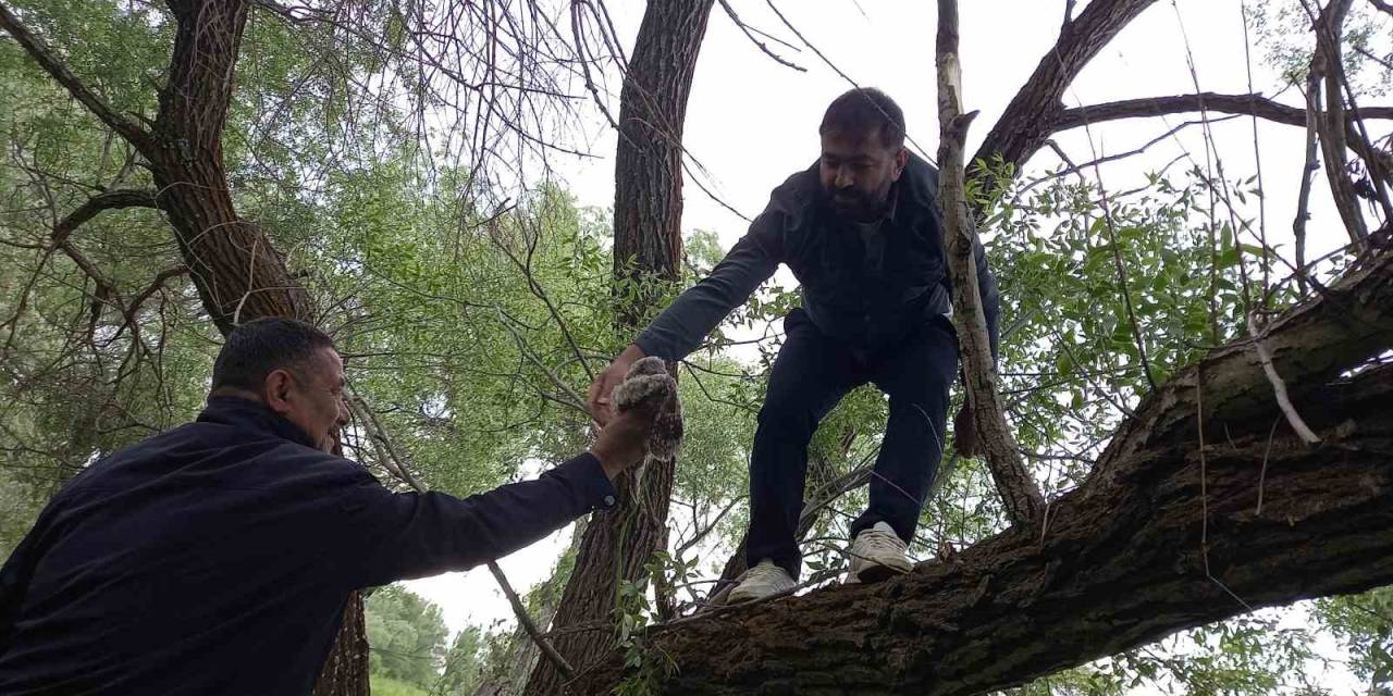 Yuvadan Düşen Yavru Baykuş İçin Seferber Oldular