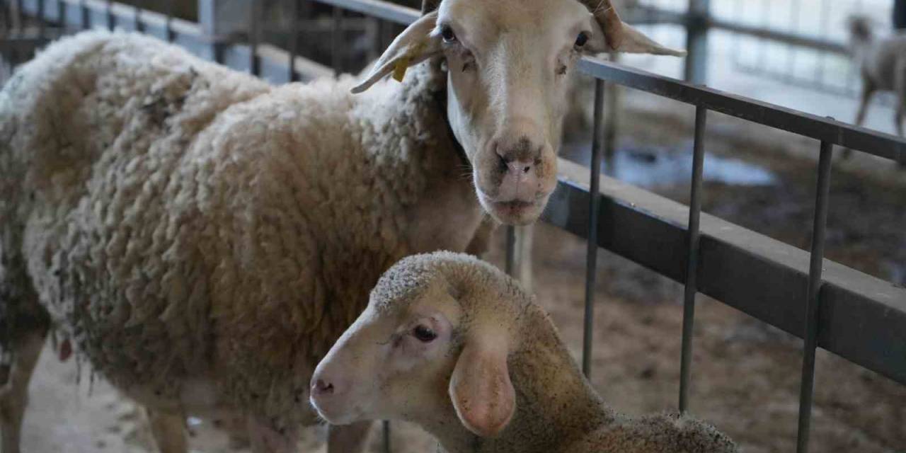 Balıkesir’in Kurbanlıkları En Çok İstanbul’dan Alıcı Buluyor