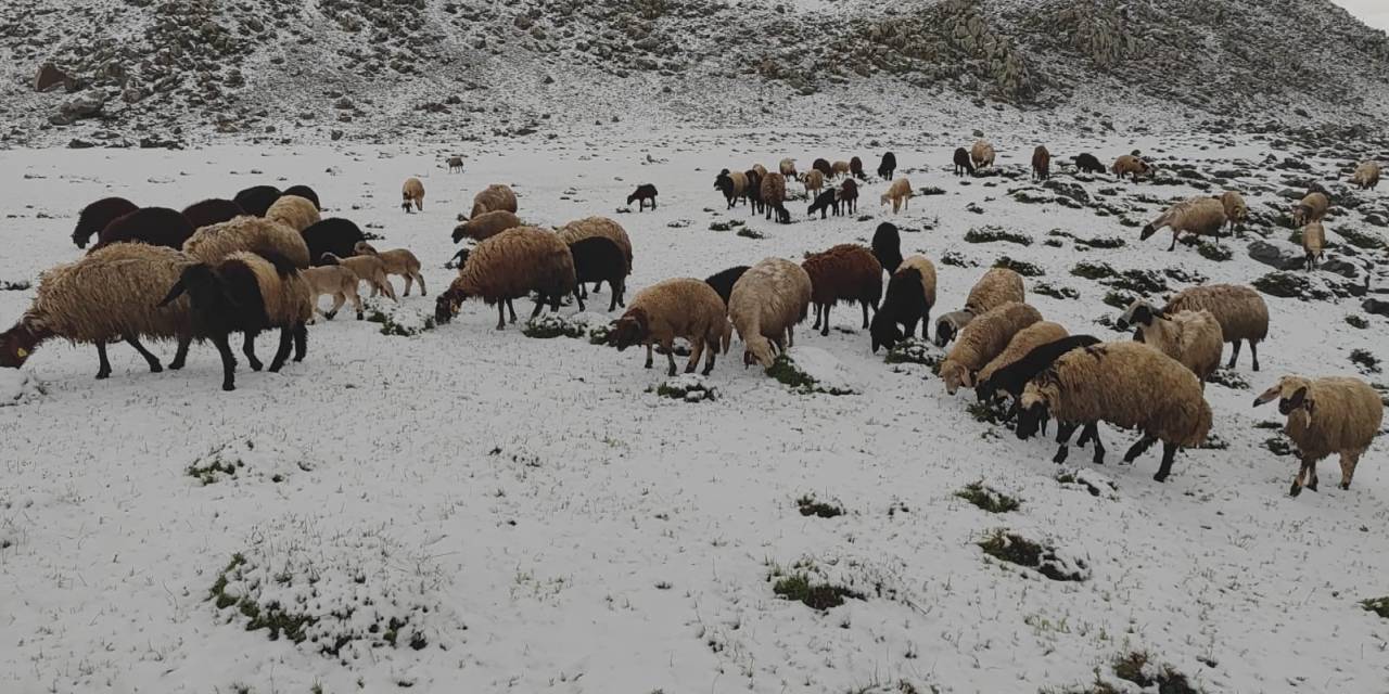 Mayıs Ayında Yağan Kar Besicilere Zor Anlar Yaşattı