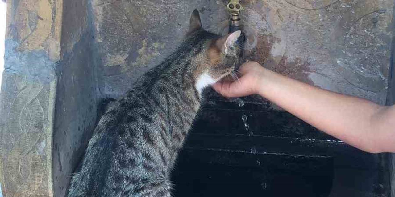 Susayan Kediye Elleri İle Su İçirdi
