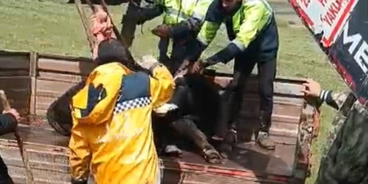 Arazide Bitkin Haldeki Tosunu Ekipler Kurtardı