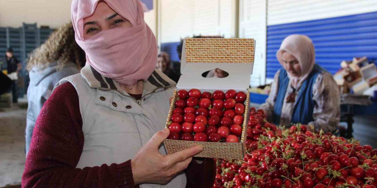 Dünya Ülkeleri Manisa Kirazını Tercih Ediyor