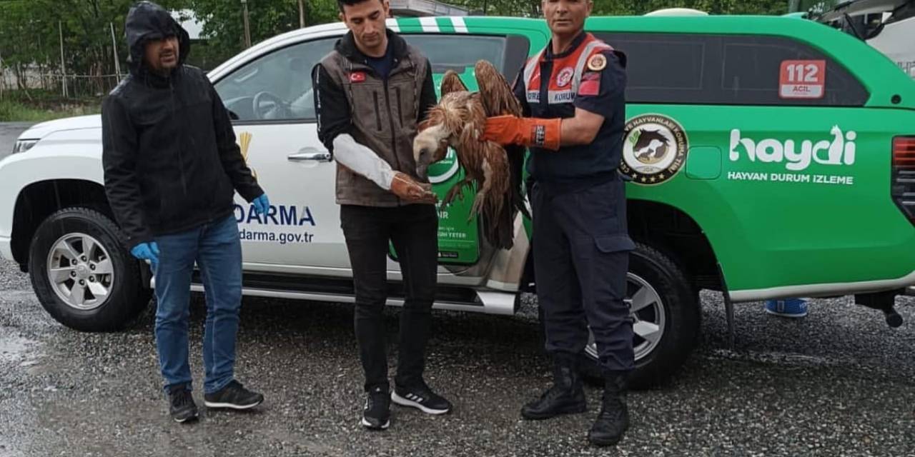 Iğdır’da Yaralı Halde Bulunan Kızıl Akbaba Tedavi Altına Alındı