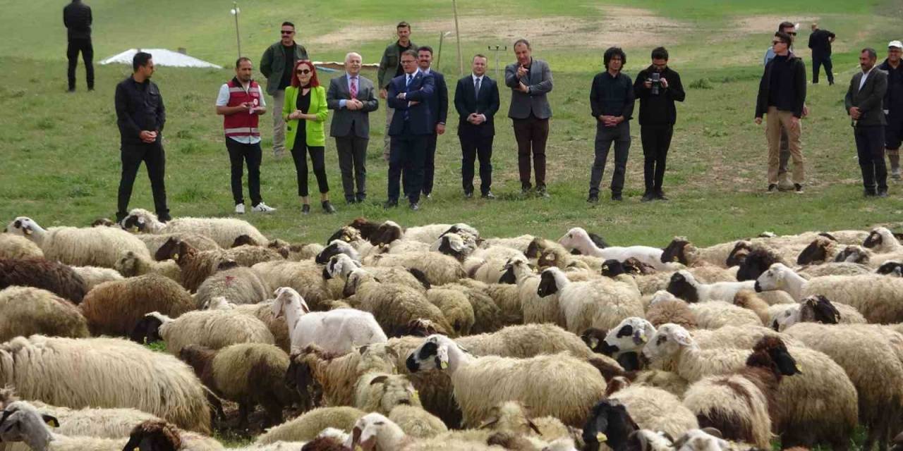 Van Valisi Koyunlarla Kuzuların Renkli Buluşmasını İzledi