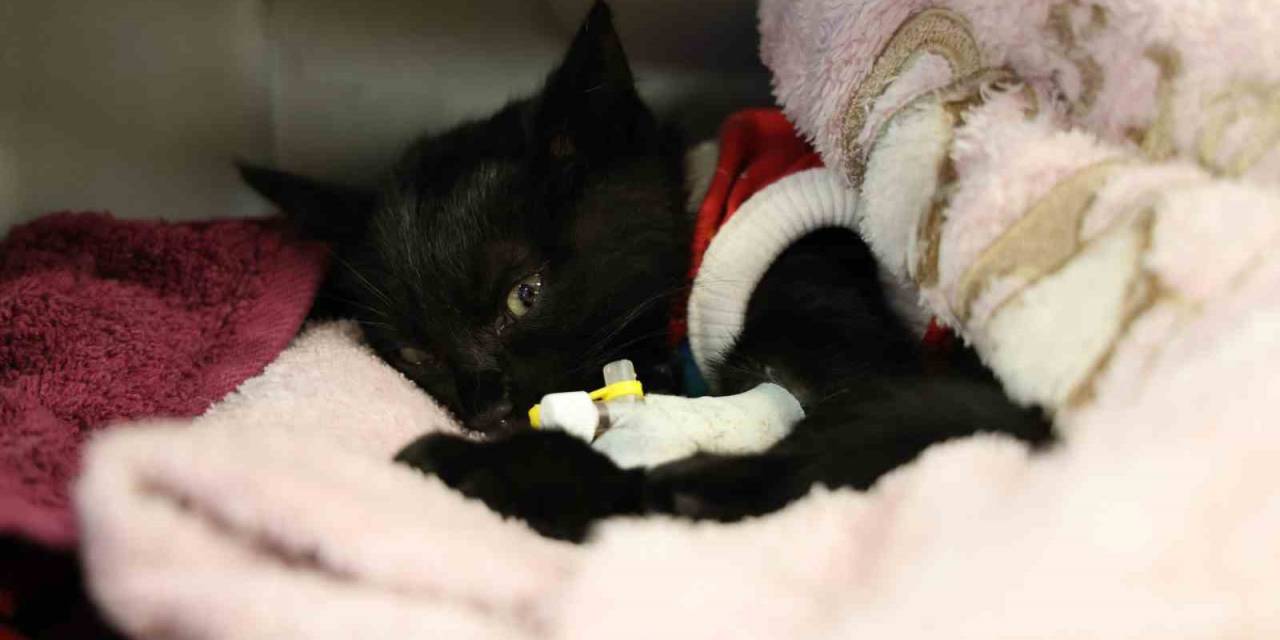 Vicdansızlığa Rağmen Şefkat İle Hayata Tutundu