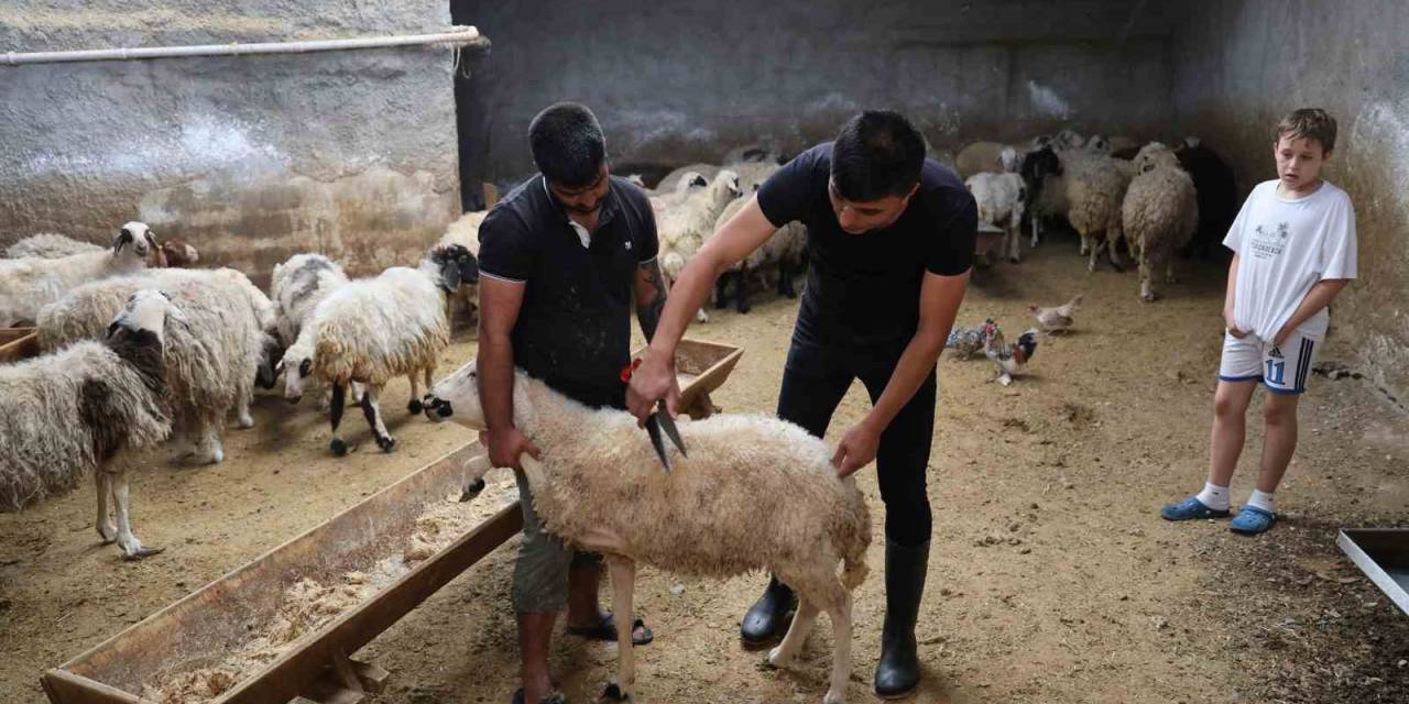 Küçükbaş Hayvanda Stokçuluğun Kurban Fiyatlarını Artırdığı İddiası