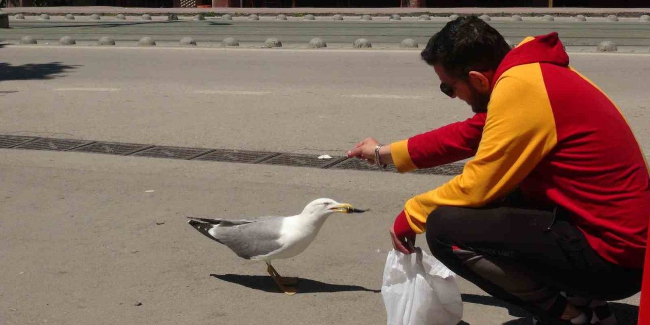 Görenler Şaşırıyor: Martı İle Esnafın Tebessüm Ettiren Dostluğu