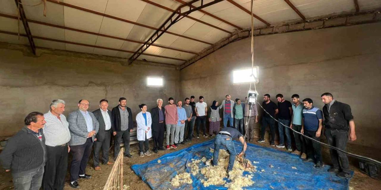 Küçükbaş Hayvanlarda Kırkımlar Başladı