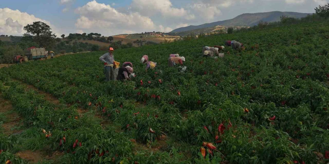 Erzincan Kapya Biber Yetiştiriciliği Yaygınlaşıyor