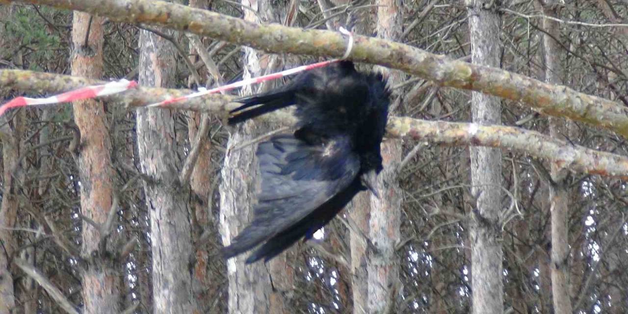 Ağaçta Asılı Kalan Karga Telef Oldu