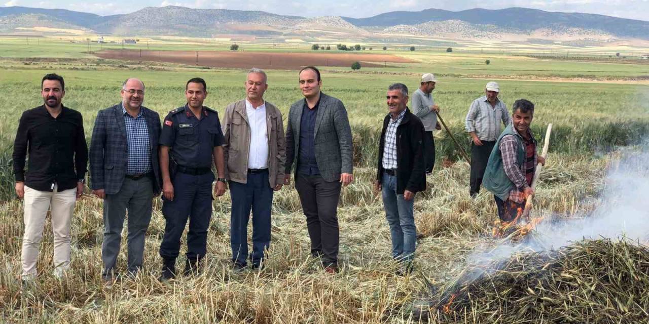 Gaziantep’te Geleneksel Yöntemlerle Yapılan Firik Hasadı Başladı