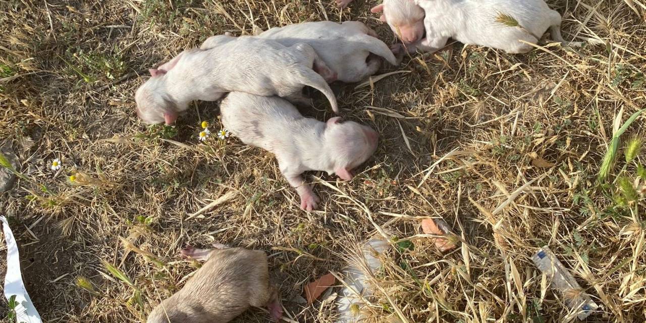 Çöp Konteynerine Atılan Çuvaldan 6 Köpek Yavrusu Çıktı