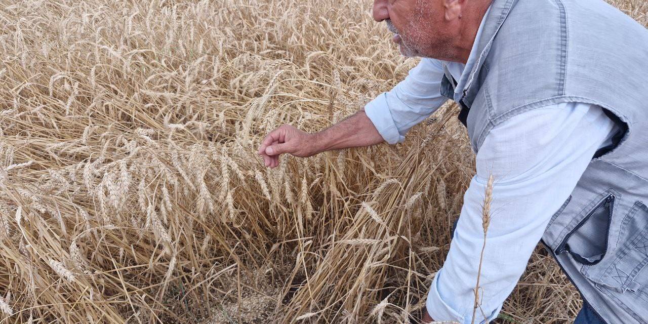 Kuvvetli Yağış Hasat Olgunluğuna Gelen Buğdaya Zarar Verdi