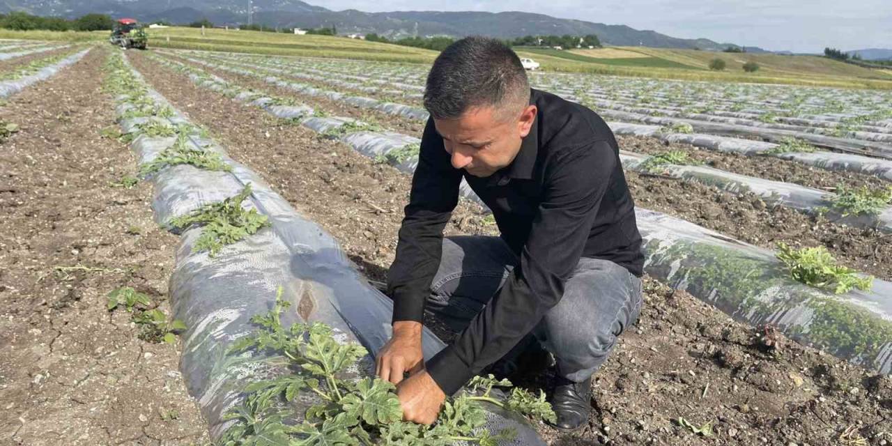 Hava Sıcaklığını Dengelemek İsteyen Çiftçi, Malç Naylonu Kullanarak 200 Dönüm Araziye Karpuz Ekti