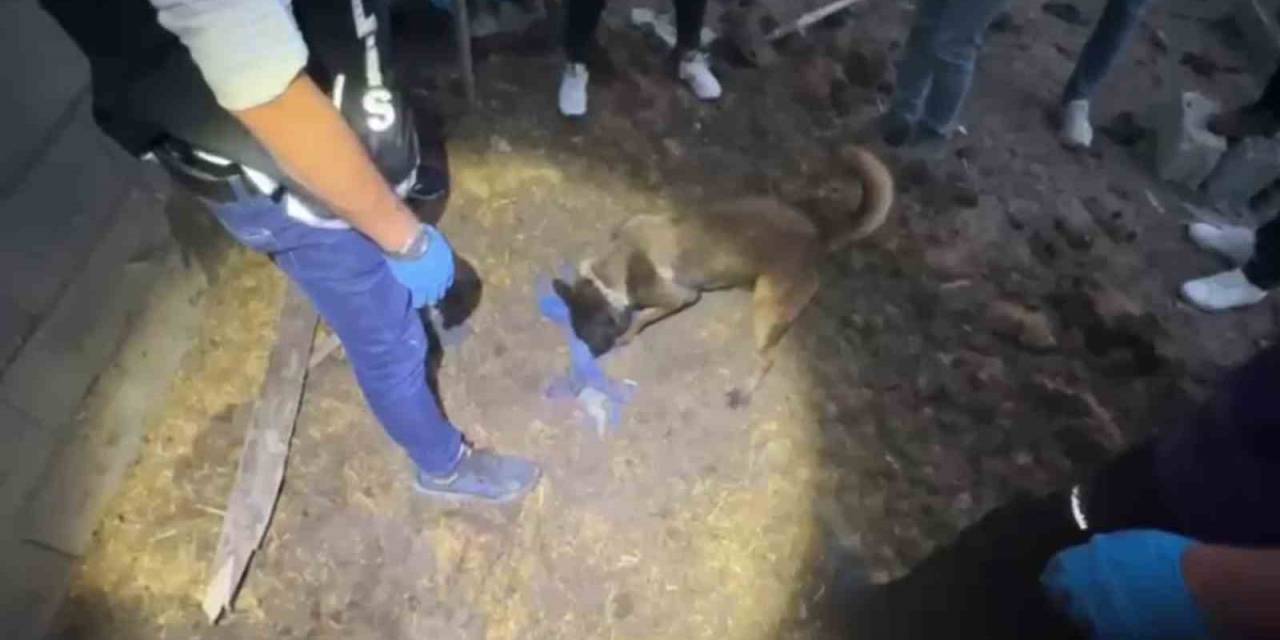 Polis Köpeği Jessie, Toprağa Gömülü 820 Bin Hapı Buldu
