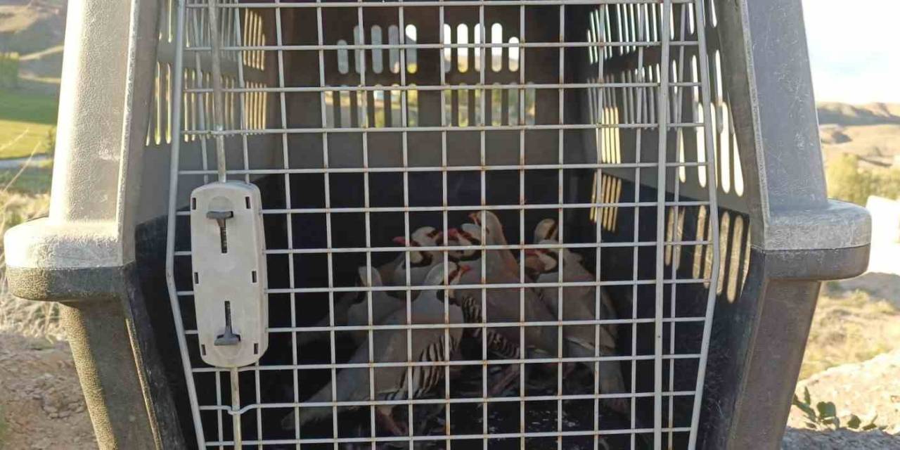 Gürpınar’da 11 Adet Canlı Keklik Yakalandı