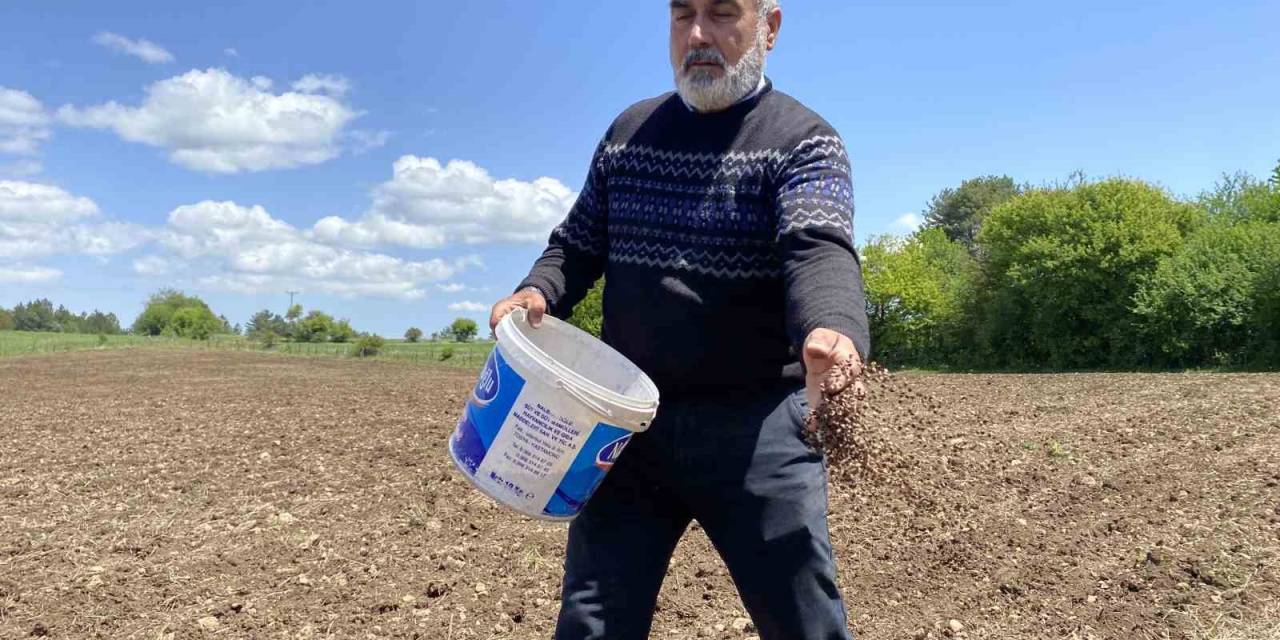 Denemek İçin Karabuğday Ektiler, Çölyak Hastalarından Gelen Taleplere Yetişemez Hale Geldiler