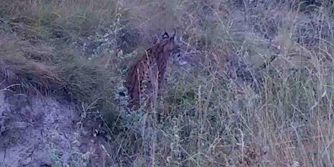 "Ormanların Hayaleti" Vaşak, Bozkır Topraklarında