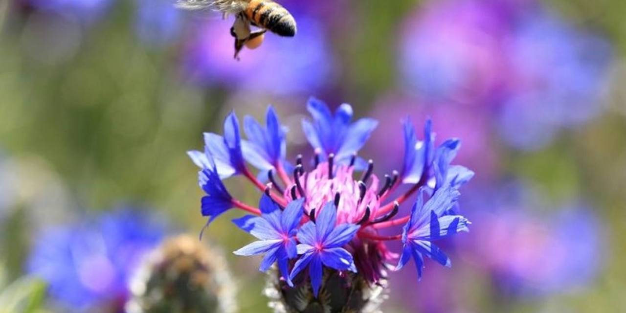 Kontrolsüz İlaçlama Arılara Ve Arı Ürünlerine Zarar Veriyor