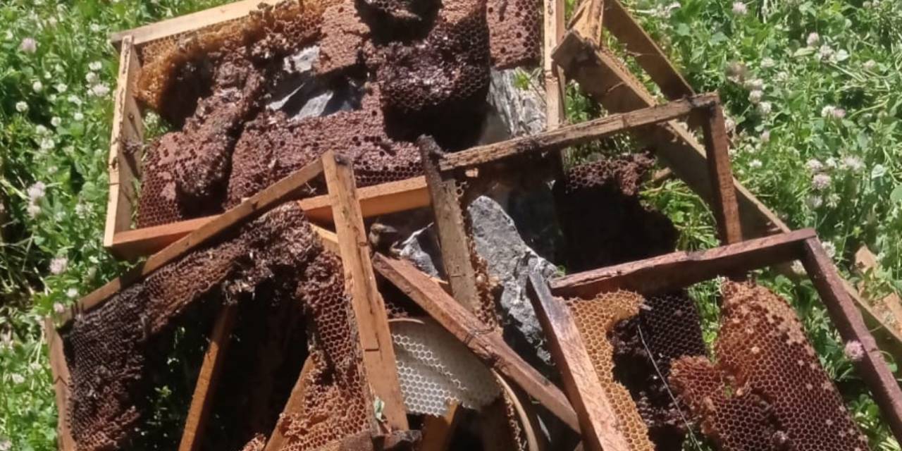 Ayılar Bir Gecede Çok Sayıda Arı Kovanını Kırdı, Binlerce Arı Telef Oldu