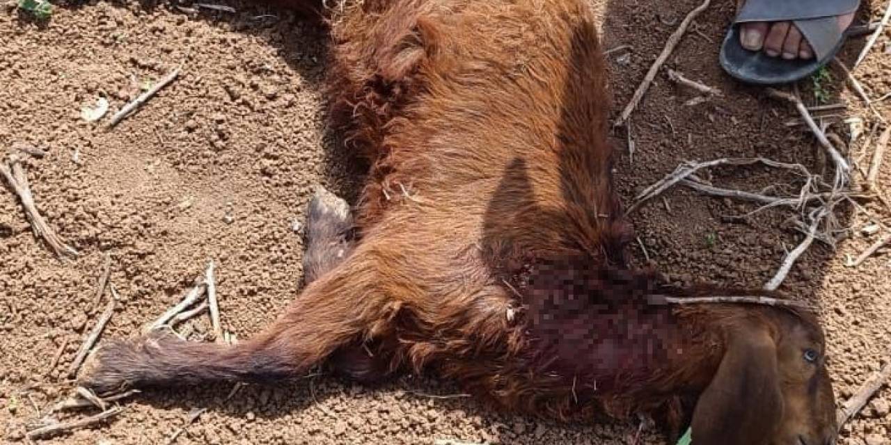 Başıboş Köpekler, Küçükbaş Hayvanlara Saldırdı