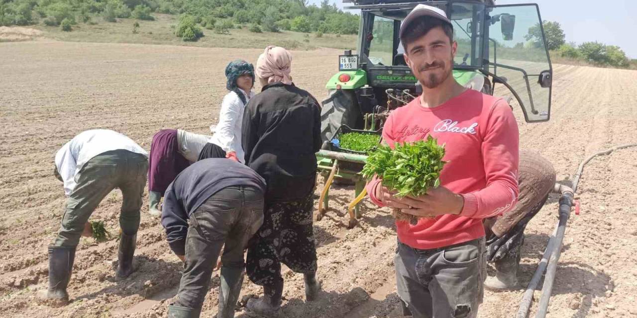 Yeşil Altın Fideleri Toprakla Buluştu