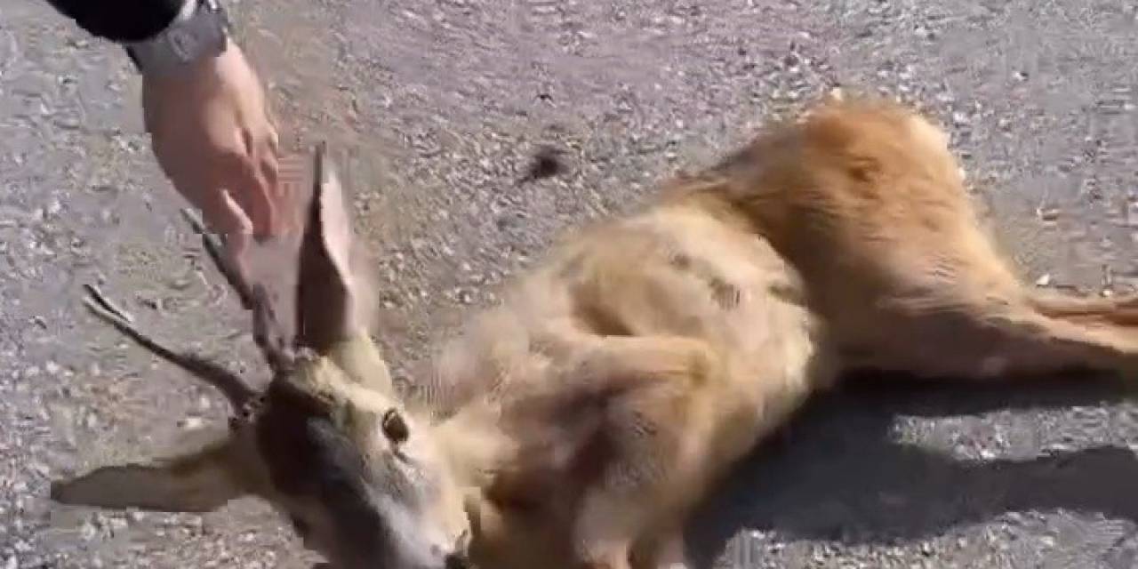 Aracın Çarptığı Yavru Karaca Tedavi Altına Alındı
