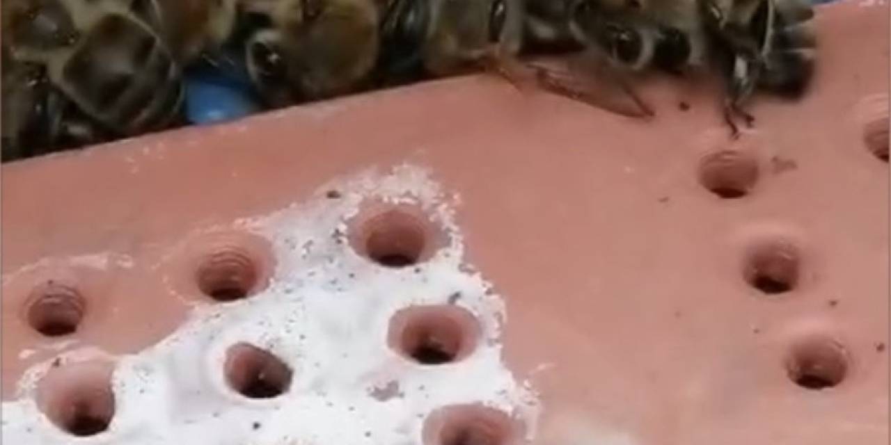 Çanakkale’de 80 Kovandaki Çok Sayıda Arı Telef Oldu