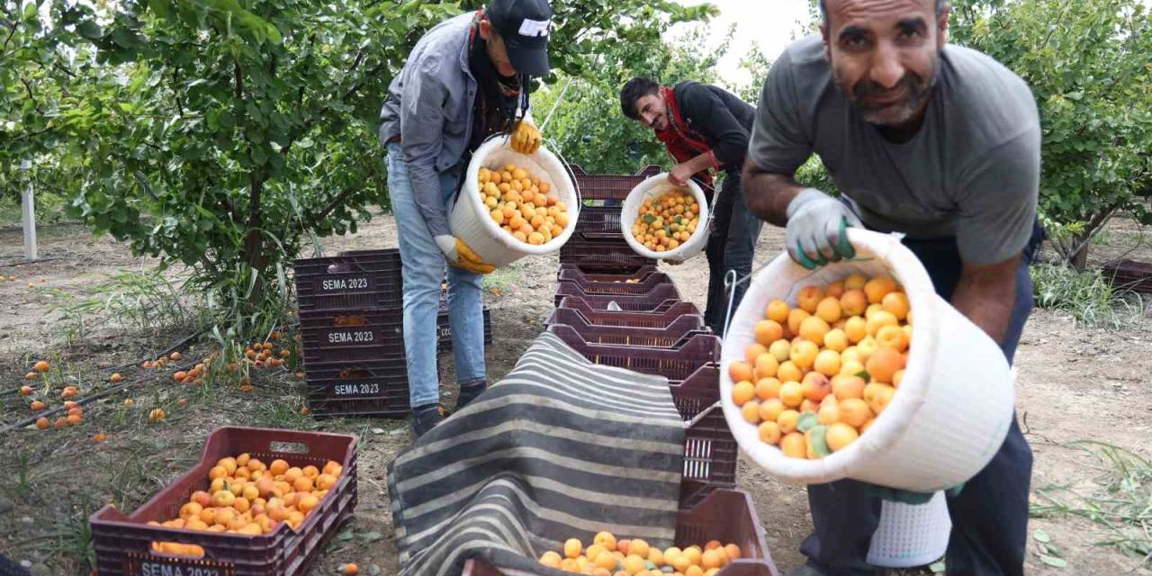 Enkaz Kentte Kayısı Hasadı: Tarladan 20 Tl’ye Yurt İçine, 25 Tl’den Yurt Dışına Satılıyor