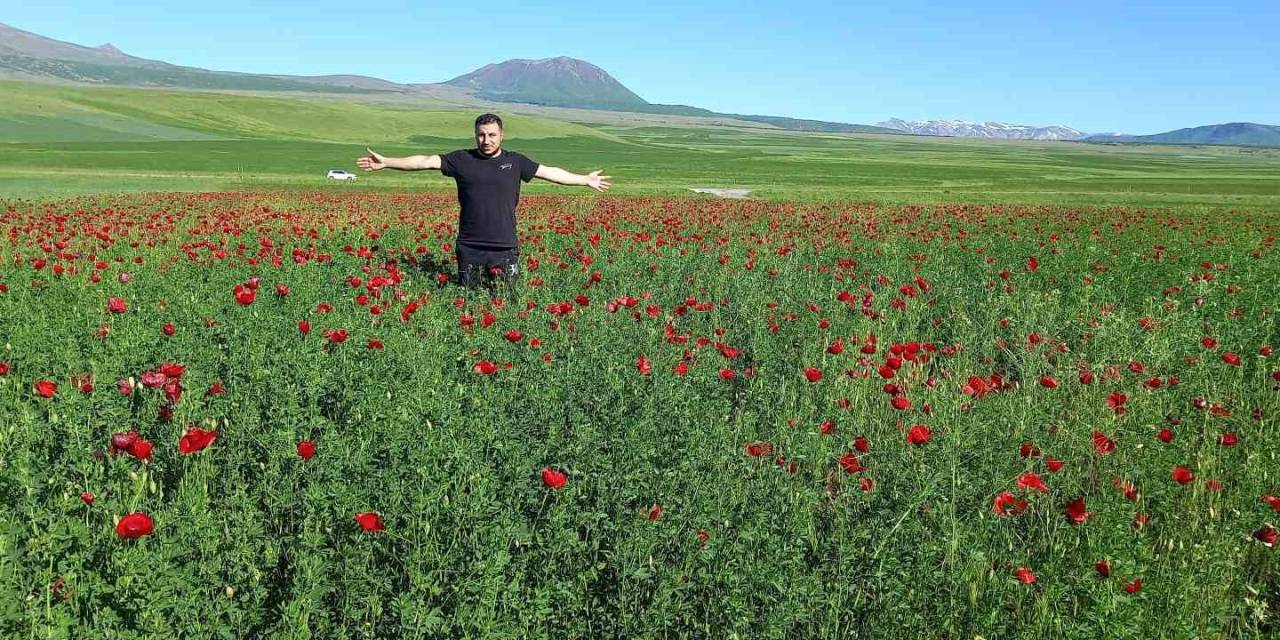 Bitlis’te Açmaya Başlayan Gelincikler Görsel Şölen Sunuyor