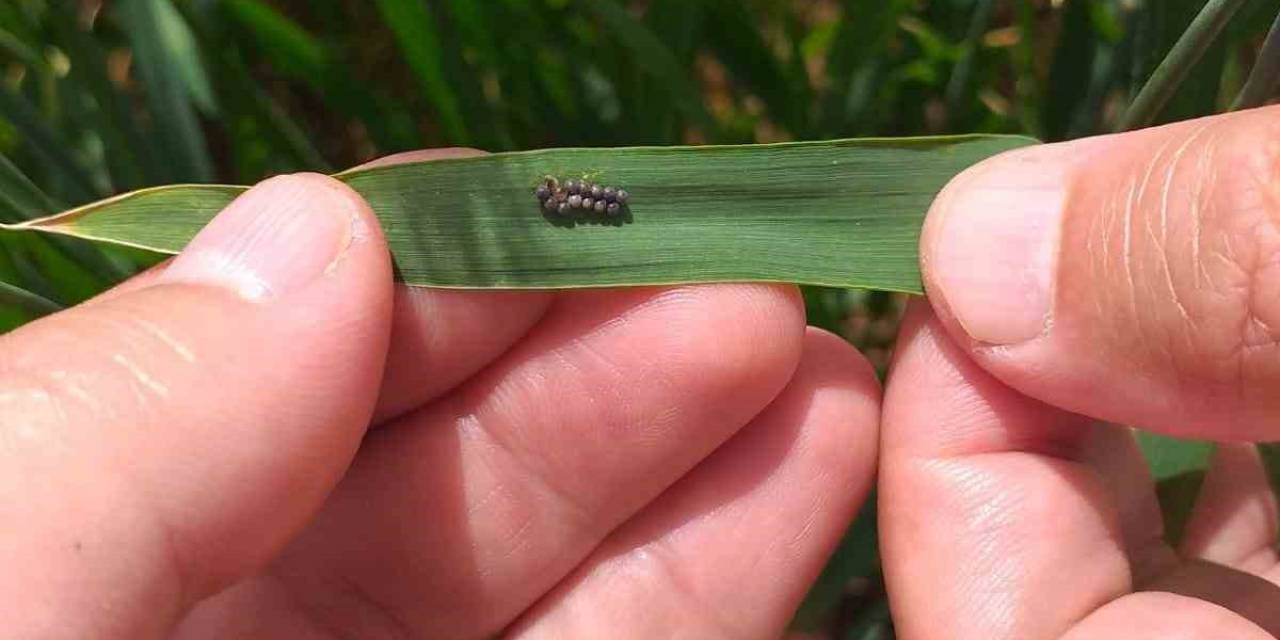 Süne İle Mücadele Çalışmaları Hasat Zamanına Kadar Devam Edecek