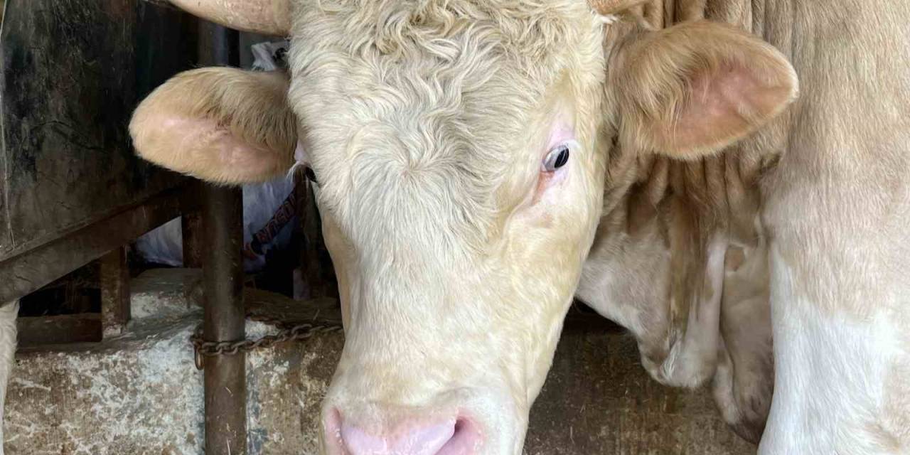 1 Ton 100 Kiloluk Paşa 265 Bin Tl’ye Satıldı: "Ortalığı Yıkacak Bir Hayvana Sahibiz"