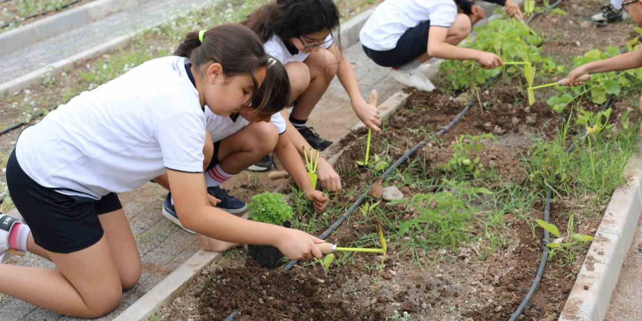 Marmaris’te Minik Çiftçiler Hasada Başladı