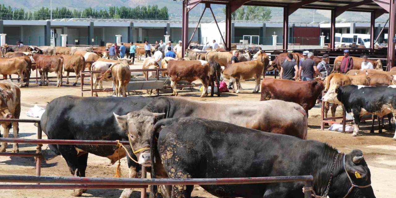 Kurbanlık Seçerken Bunlara Dikkat Edin