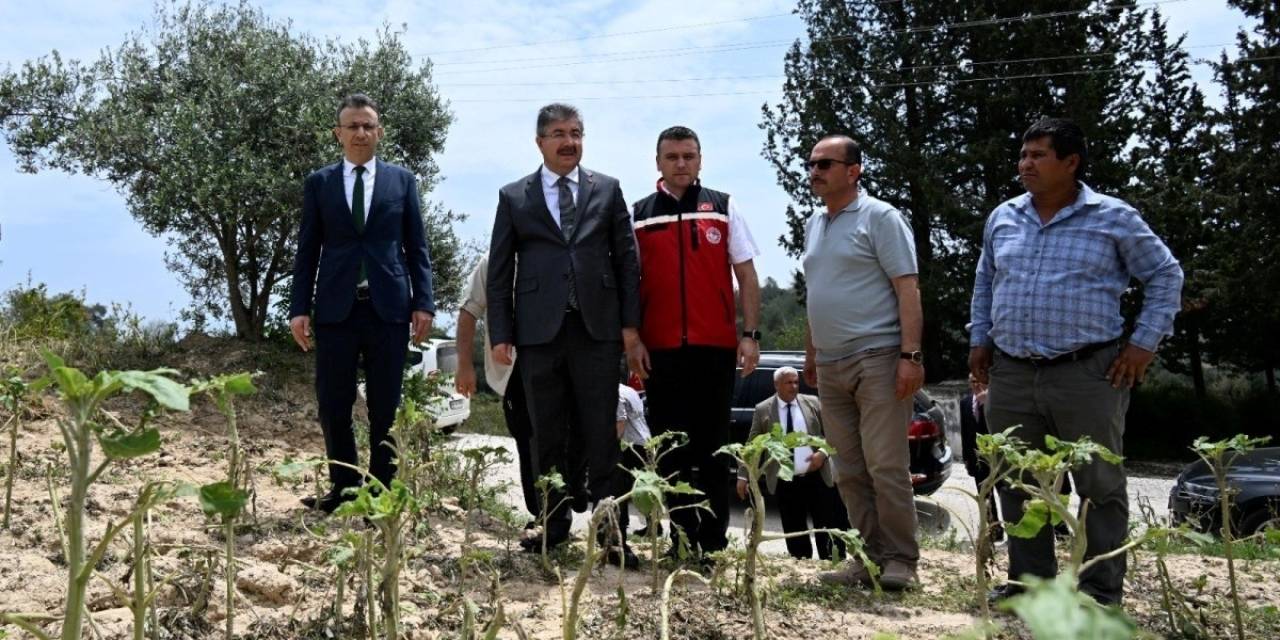 Vali Yılmaz, Şiddetli Yağmur Nedeniyle Zarar Gören Tarım Arazilerinde İnceleme Yaptı