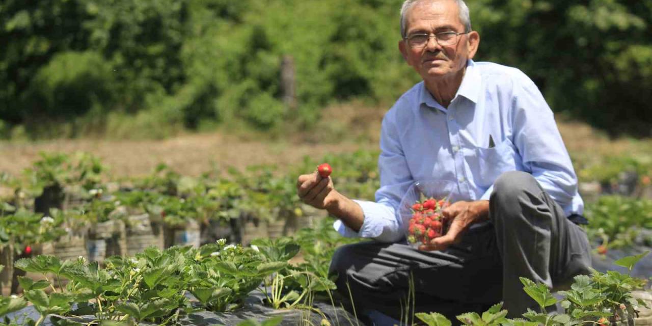 Hobi Amaçlı Başladığı Çilek Yetiştiriciliği Emekli Madencinin  Gelir Kapısı Oldu