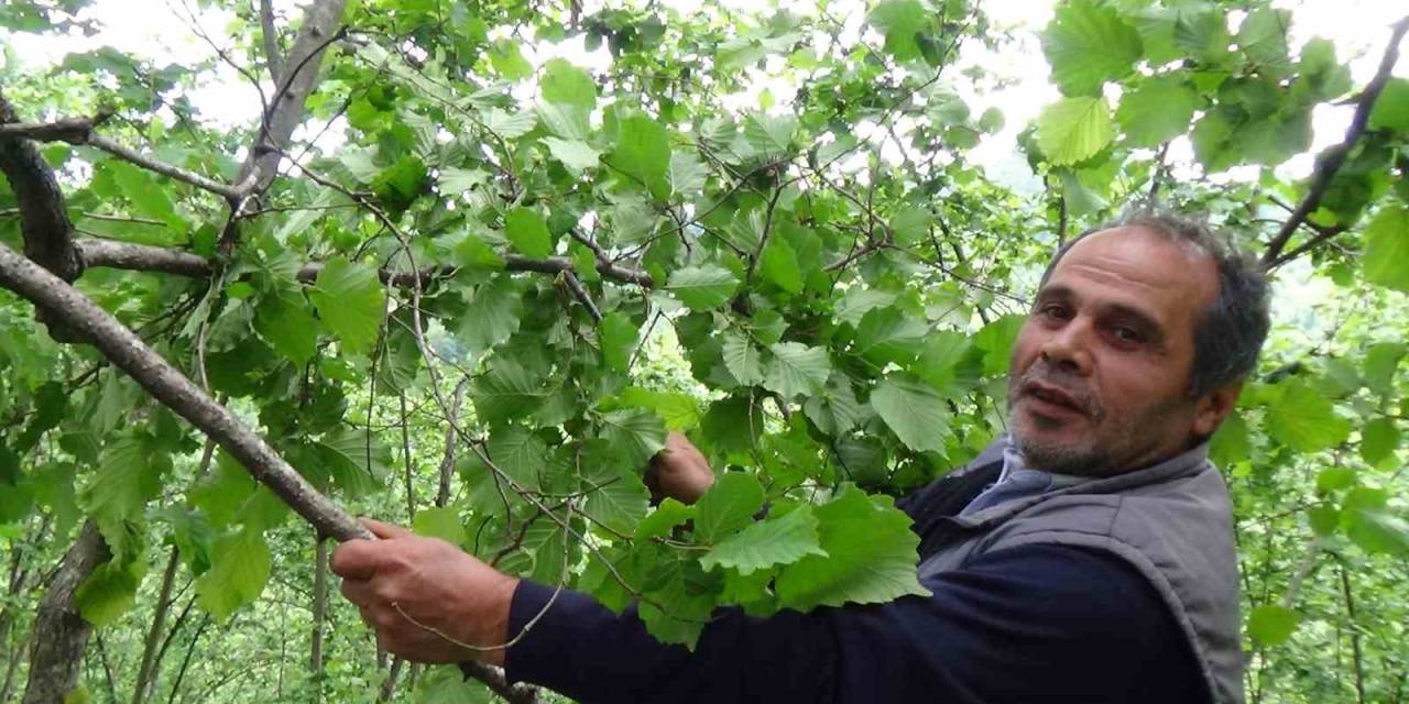 Fındık Dallarını Gören Fındık Üreticisi Yeni Sezon Öncesi Hem Umutlu Ve Hem Temkinli Konuştu